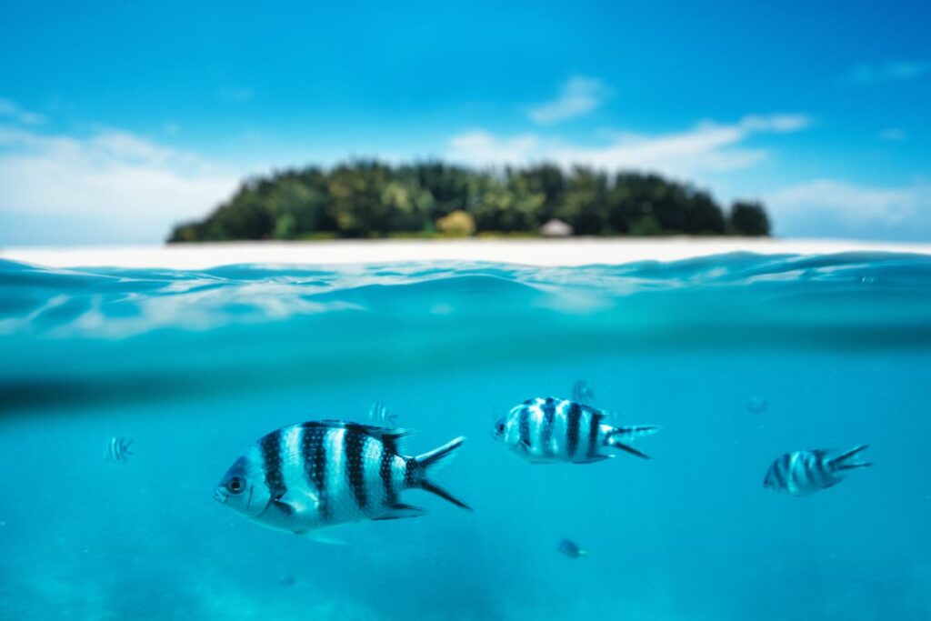 Similan Island Snorkeling
