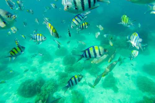 Phuket Snorkeling
