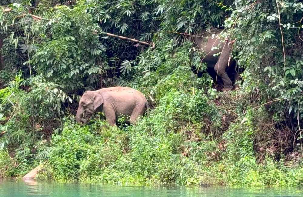 elephant stands by water surrounded by bushes and trees in Khao Sok national park