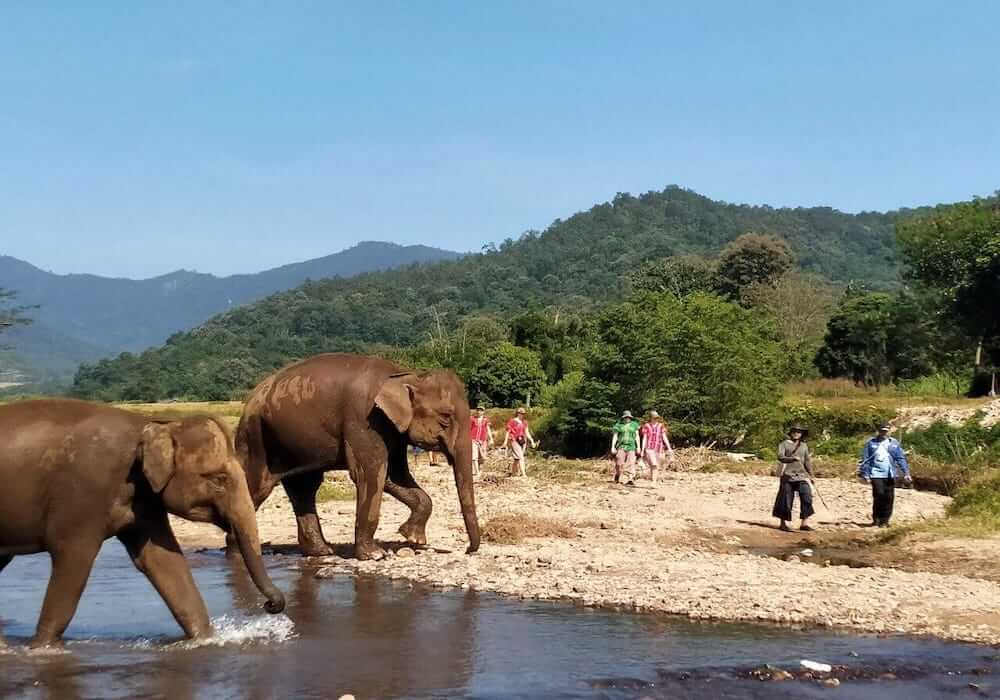 Elephants standing in the water as visitors walk past at Elephant Freedom Village