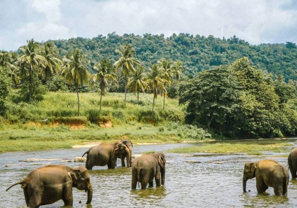 Elephants bathing in a jungle river in Thailand