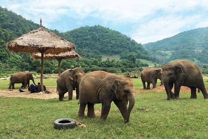 elephants roaming in the jungle in elephant nature park