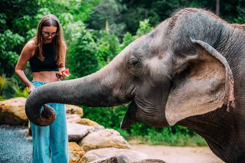 A woman feeding an elephant watermelon at Phangan Elephant Sanctuary