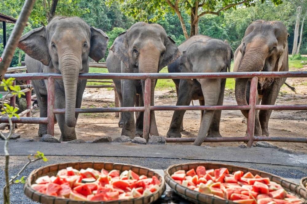 elephants standing behind low barriers with bowls of watermelon infront of them at samui elephant sanctuary