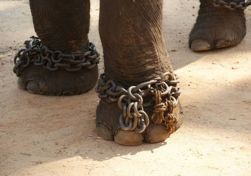 elephant feet in chains