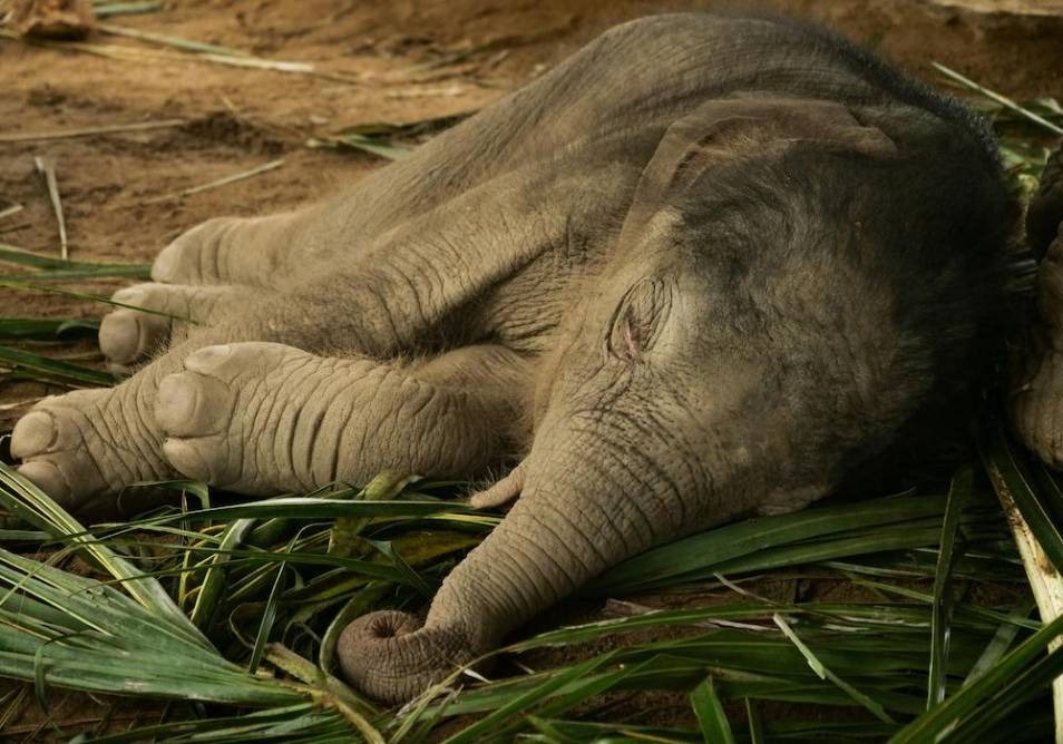 elephant asleep on the ground