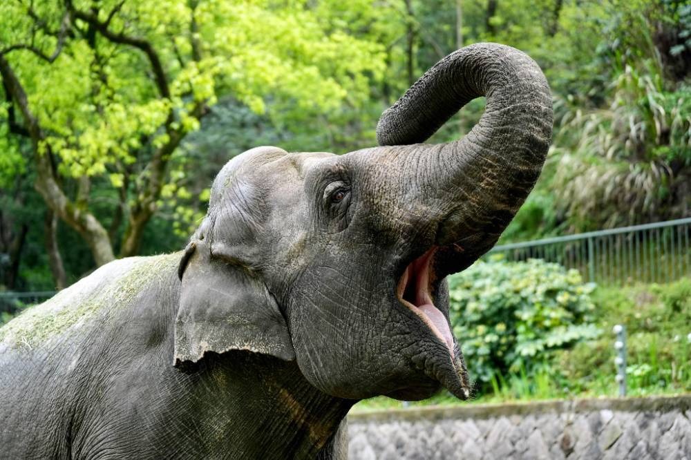 elephant with its mouth open wide and its trunk in the air