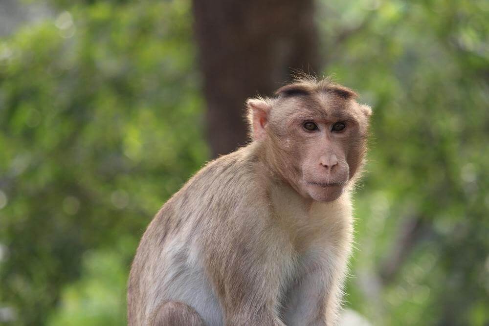 Rhesus macaque in the jungle