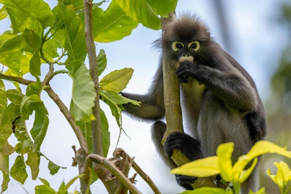 Dusky langur sitting in the trees