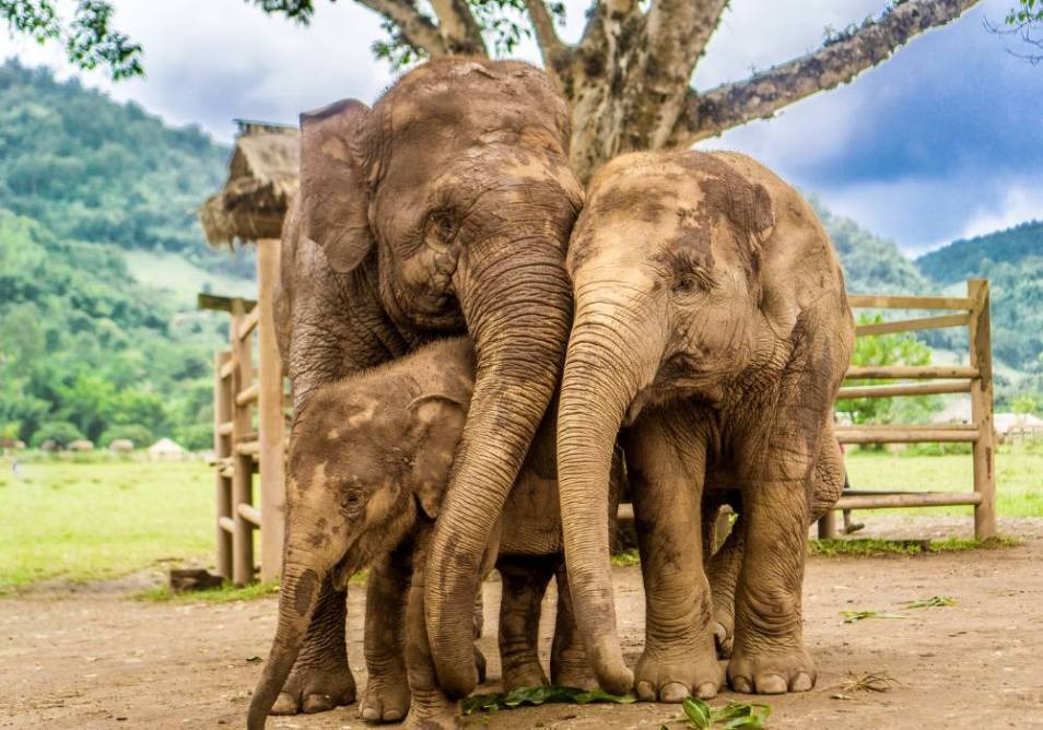 two bigger elephants standing close to each other with baby elephant underneath them