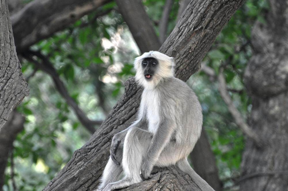 Silvered langur sitting in the trees with its mouth open