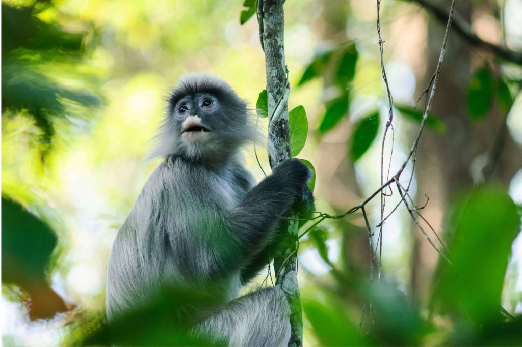Baby Phayre’s langur in the trees