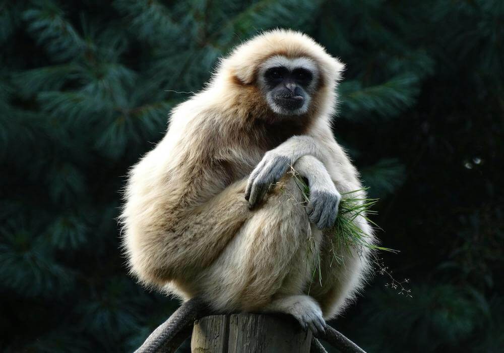 White-handed gibbon sitting in the trees