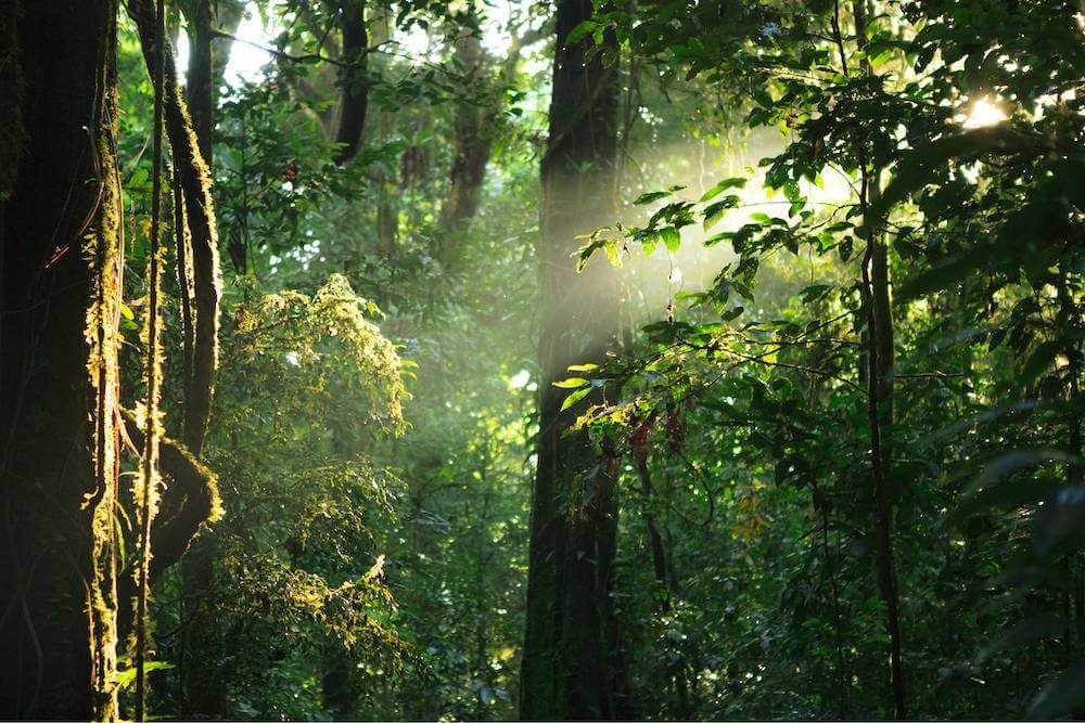 forest trees in a national park in Thailand