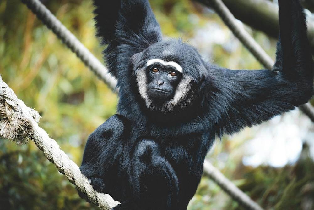 Pileated gibbon swinging with ropes surrounding it