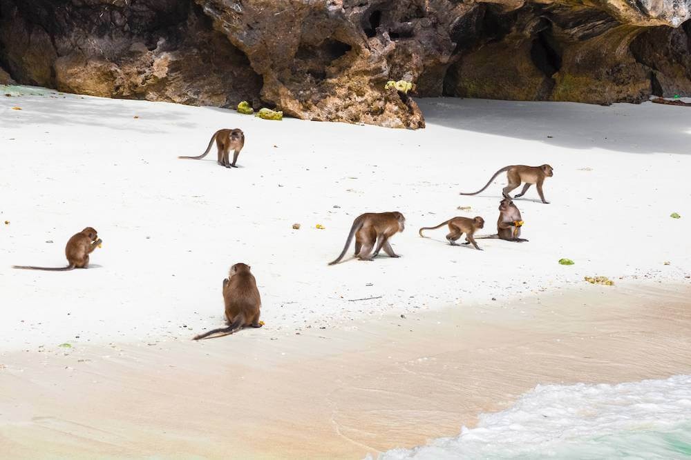 a group of monkeys on the beach in Thailand