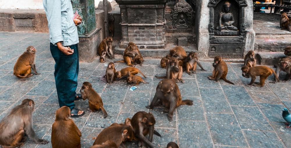 A large group of monkeys on the grounds of a temple in Thailand