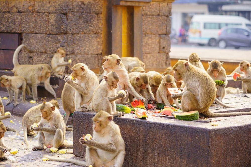 Very large group of monkeys eating watermelon and fruits