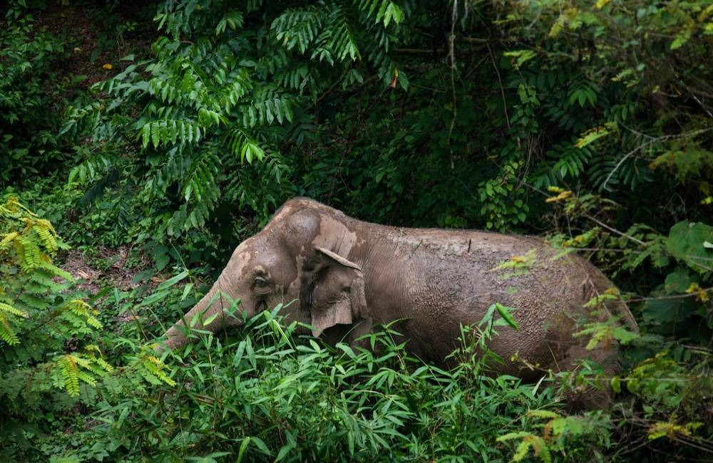 elephant surrounded by trees in Khao Yai National Park