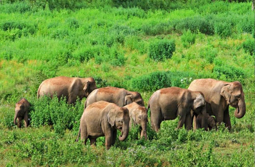 a group of elephants roaming in bushes in Kui Buri National Park