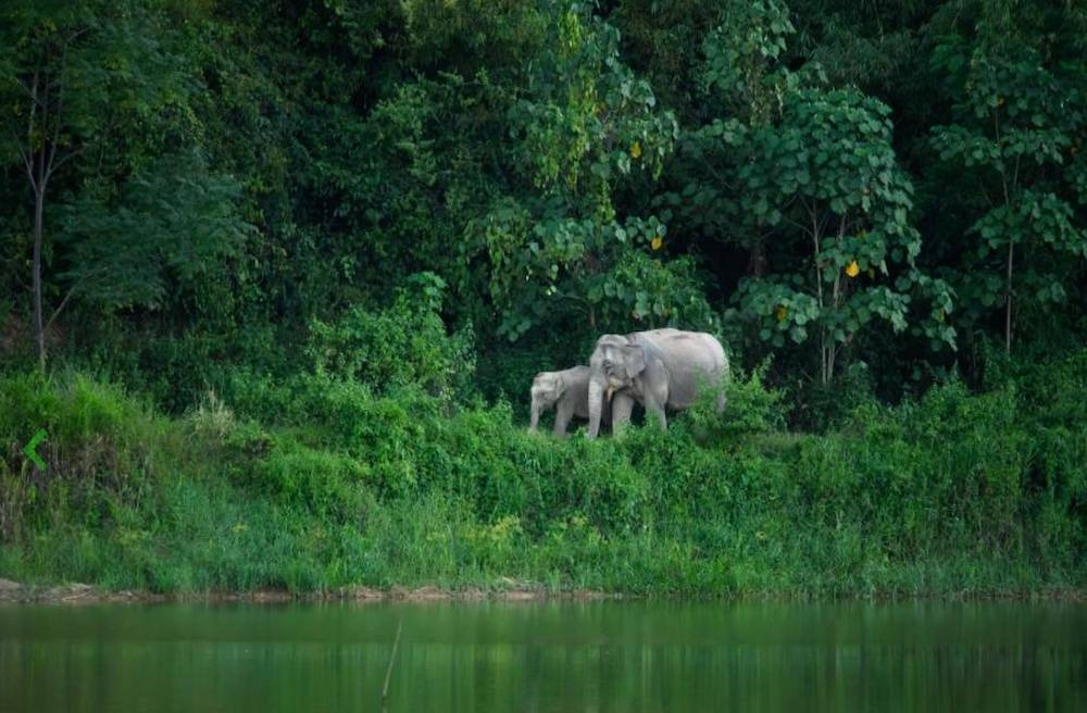 two elephants stand by the water surrouned by trees in Kaeng Krachan National Park