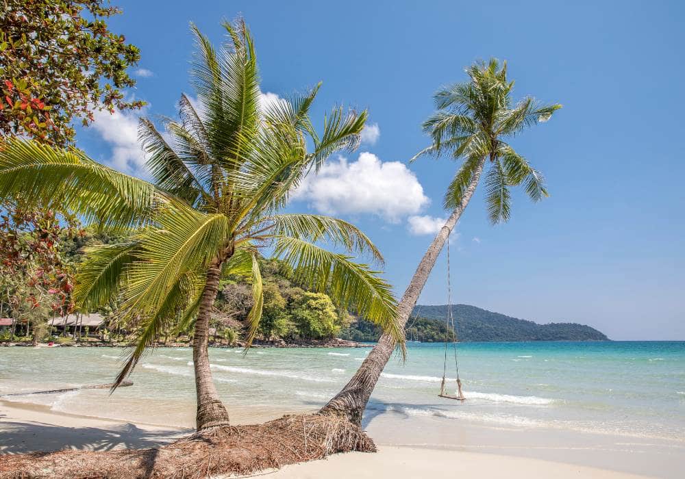 koh kood palm trees in the beach with a swing tied clear water and white sand