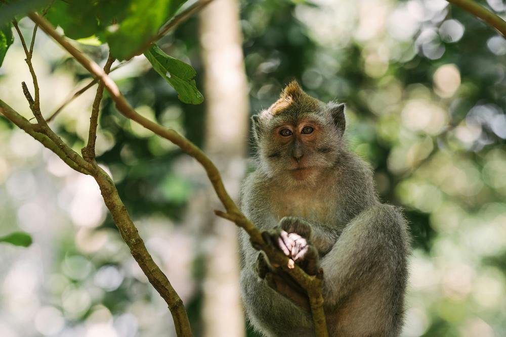 Long-tailed macaque sitting in a tree