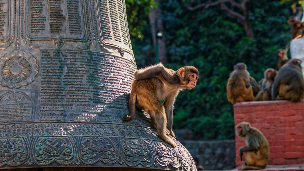 Monkeys on temple groud in thailand