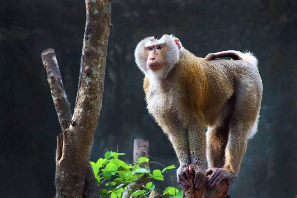 Pig-tailed macaque in the trees