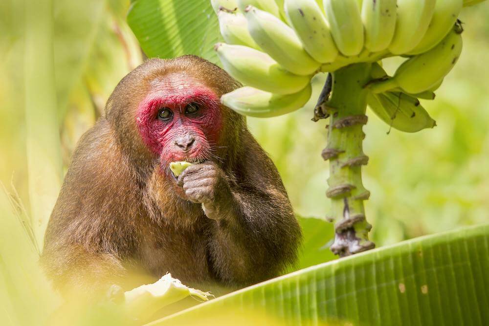 Stump-tailed macaque in a banana tree eating a banana